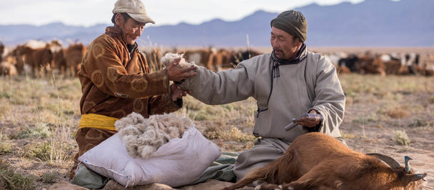 Two men share a moment in a grassy landscape, surrounded by goats and mountains in the background.